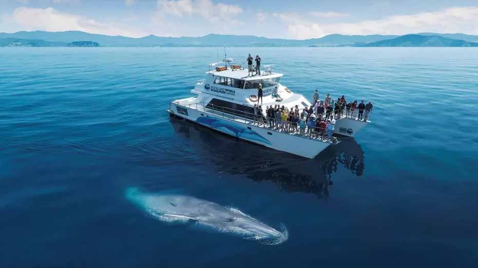 Auckland Whale & Dolphin Safari